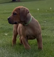 Slinky Dog-Lime Green Collar, a male Boerboel for sale in Laramie, WY – 3 of 5