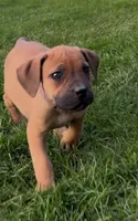 Bo Peep-Purple Collar, a female Boerboel for sale in Laramie, WY – 2 of 6