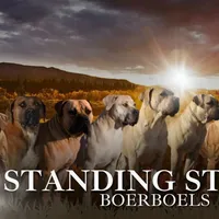 Harley Quinn, a female Boerboel for sale in Laramie, WY – Photo 10 of 10