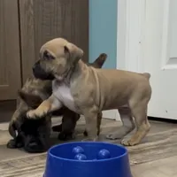 Harley Quinn, a female Boerboel for sale in Laramie, WY – Photo 4 of 10