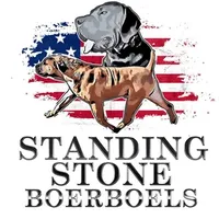 Harley Quinn, a female Boerboel for sale in Laramie, WY – Photo 9 of 10