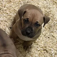 Harley Quinn, a female Boerboel for sale in Laramie, WY – Photo 5 of 10
