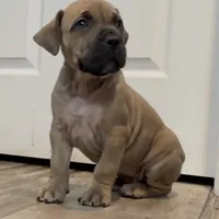 Harley Quinn, a female Boerboel for sale in Laramie, WY – Photo 3 of 10