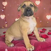 Harley Quinn, a female Boerboel for sale in Laramie, WY – Photo 2 of 10