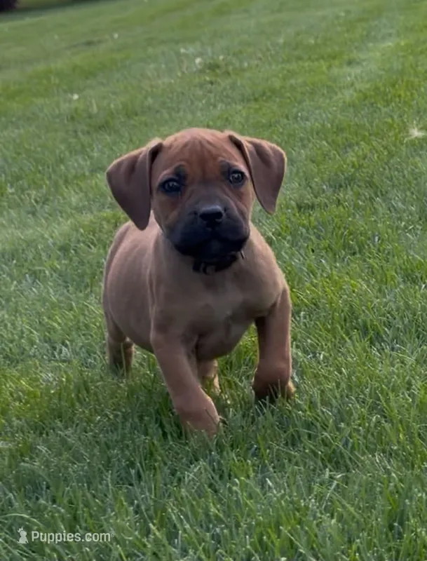 Bo Peep-Purple Collar – Boerboel puppy for sale in Laramie, WY