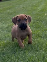 Bo Peep-Purple Collar, a female Boerboel for sale in Laramie, WY – 1 of 6