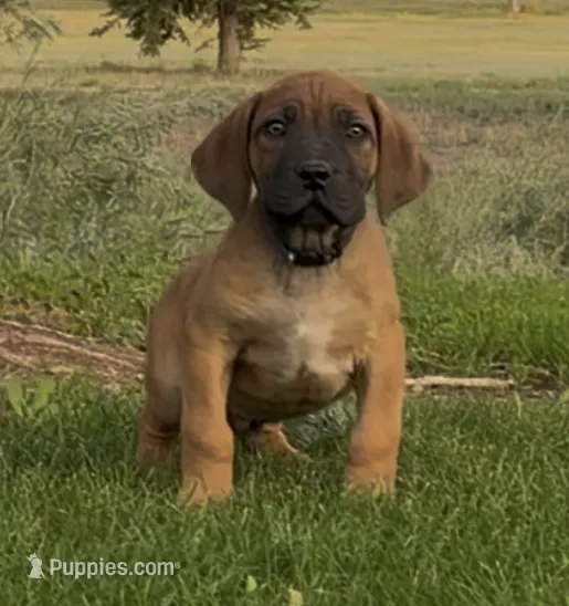 Rex-Blue Collar  – Boerboel puppy for sale in Laramie, WY