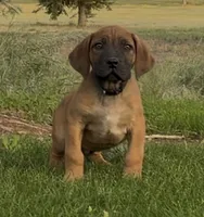 Rex-Blue Collar , a male Boerboel for sale in Laramie, WY – 1 of 7