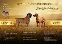 Bo Peep-Purple Collar, a female Boerboel for sale in Laramie, WY – 5 of 6