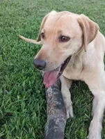 Boone , a male Labrador Retriever for sale in Tell City, IN – 9 of 9