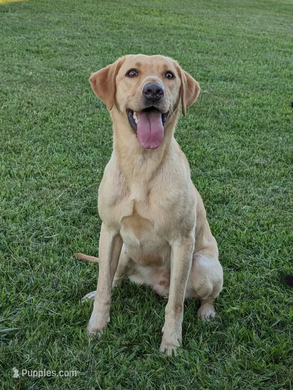 Boone  – Labrador Retriever puppy for sale in Tell City, IN
