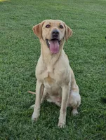 Boone , a male Labrador Retriever for sale in Tell City, IN – 1 of 9