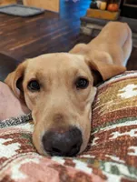 Boone , a male Labrador Retriever for sale in Tell City, IN – 5 of 9