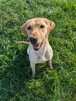 Boone , a male Labrador Retriever for sale in Tell City, IN – 4 of 9