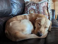 Boone , a male Labrador Retriever for sale in Tell City, IN – 2 of 9