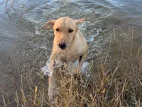 Boone , a male Labrador Retriever for sale in Tell City, IN – 3 of 9