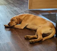Boone , a male Labrador Retriever for sale in Tell City, IN – 6 of 9