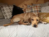 Boone , a male Labrador Retriever for sale in Tell City, IN – 8 of 9