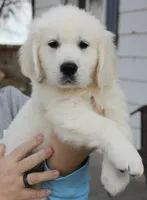Bamboo Boy-Light Blue, a male English Cream Golden Retriever for sale in Denver, CO – Photo 1 of 7