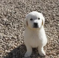 Bamboo Boy-Light Blue, a male English Cream Golden Retriever for sale in Denver, CO – Photo 3 of 7