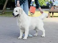 Bamboo Boy-Light Blue, a male English Cream Golden Retriever for sale in Denver, CO – Photo 5 of 7