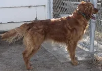 Cream Female, a female Golden Retriever for sale in Denver, CO – Photo 1 of 3