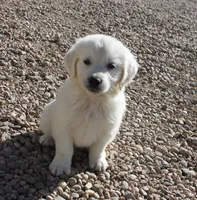 Bamboo Boy- Green collar, a male English Cream Golden Retriever for sale in Denver, CO – Photo 5 of 5