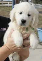 Bamboo Boy- Green collar, a male English Cream Golden Retriever for sale in Denver, CO – Photo 1 of 5