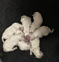 Bamboo Boy- Green collar, a male English Cream Golden Retriever for sale in Denver, CO – Photo 4 of 5