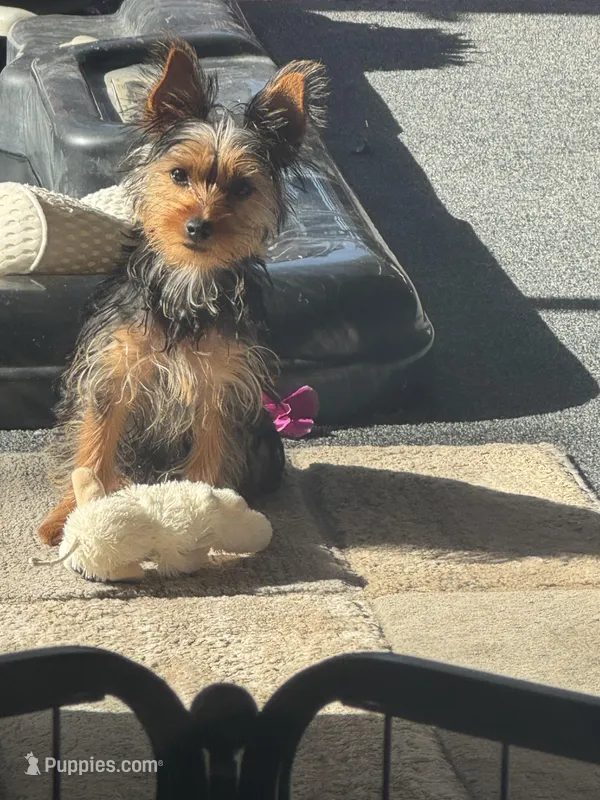 Sohia, a female Yorkshire Terrier for sale in Tampa, FL – Photo 1 of 3