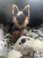 Sohia, a female Yorkshire Terrier for sale in Tampa, FL – Photo 2 of 3