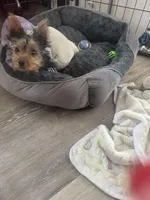 Sohia, a female Yorkshire Terrier for sale in Tampa, FL – Photo 3 of 3