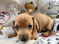 Sadie, a female Miniature Dachshund for sale in Wright City, MO – Photo 2 of 2