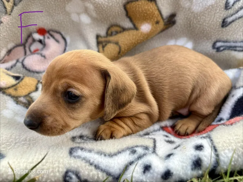 Sadie – Miniature Dachshund puppy for sale in Wright City, MO