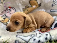 Sadie, a female Miniature Dachshund for sale in Wright City, MO – Photo 1 of 2