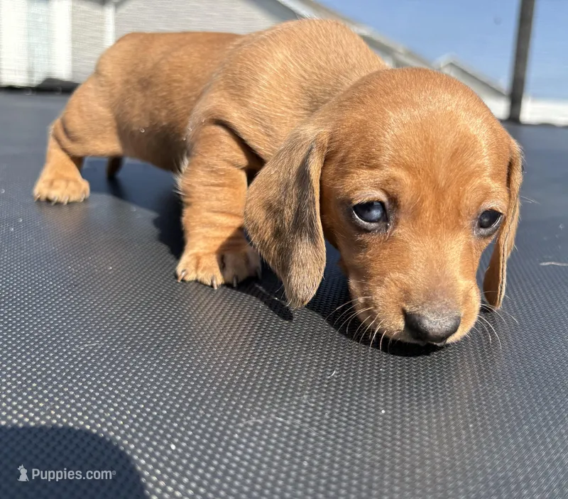 Sadie – Miniature Dachshund puppy for sale in Wright City, MO