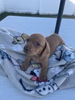 Dolly, a female Miniature Dachshund for sale in Wright City, MO – 2 of 3