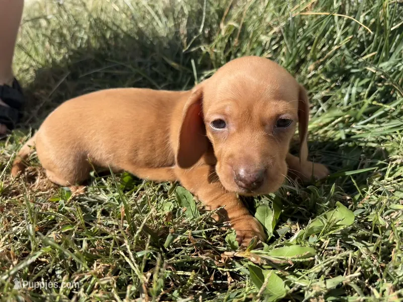 Dolly – Miniature Dachshund puppy for sale in Wright City, MO