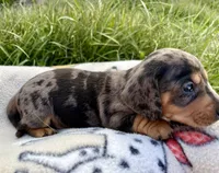 Black and silver Dapple, a male Miniature Dachshund for sale in Wright City, MO – Photo 3 of 3