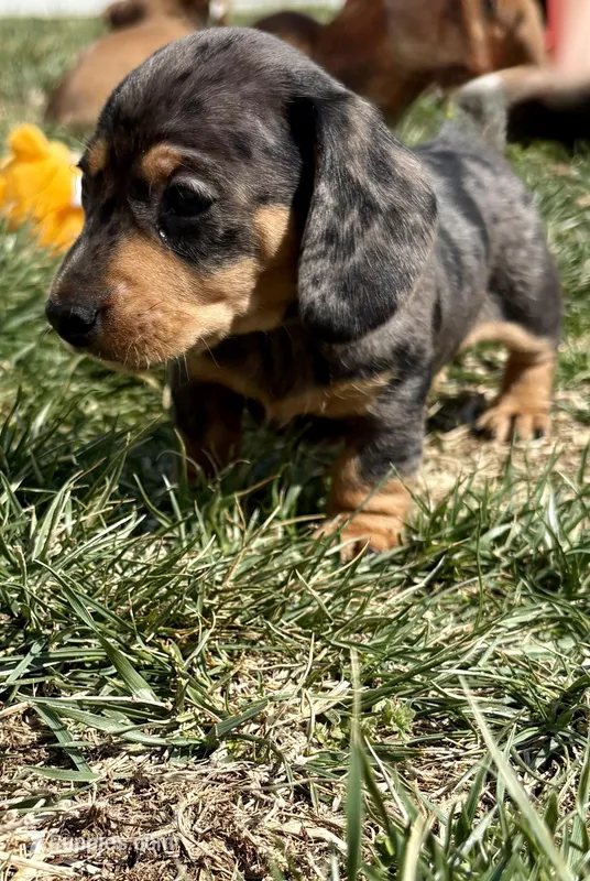 Black and silver Dapple – Miniature Dachshund puppy for sale in Wright City, MO