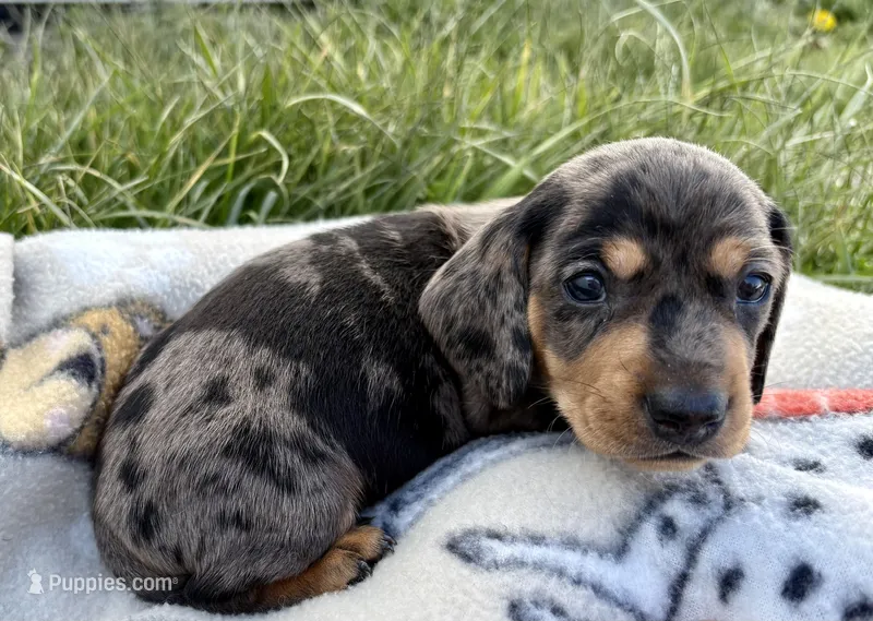 Black and silver Dapple – Miniature Dachshund puppy for sale in Wright City, MO