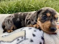 Black and silver Dapple, a male Miniature Dachshund for sale in Wright City, MO – Photo 2 of 3