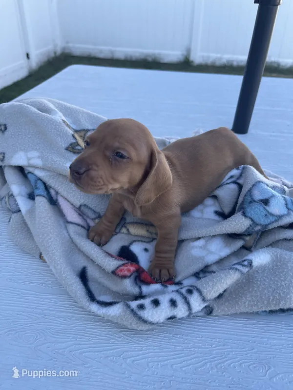 Dolly – Miniature Dachshund puppy for sale in Wright City, MO