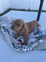 Dolly, a female Miniature Dachshund for sale in Wright City, MO – 1 of 3