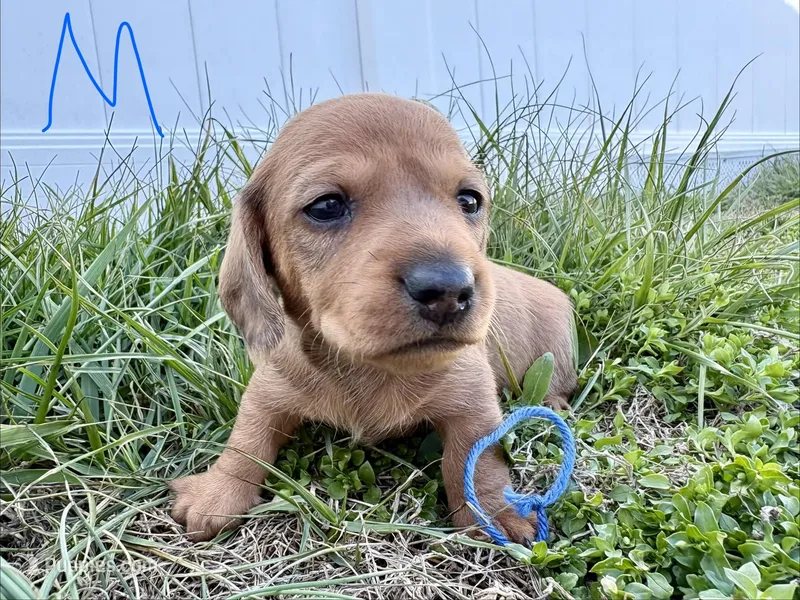 Carl – Miniature Dachshund puppy for sale in Wright City, MO