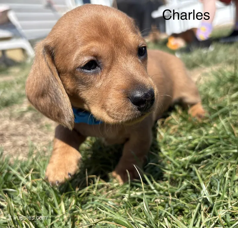 Charlie – Miniature Dachshund puppy for sale in Wright City, MO