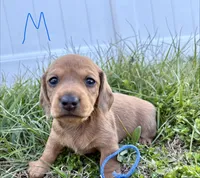 Carl, a male Miniature Dachshund for sale in Wright City, MO – Photo 2 of 2