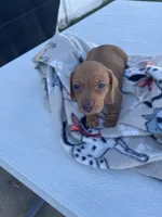 Dolly, a female Miniature Dachshund for sale in Wright City, MO – 3 of 3