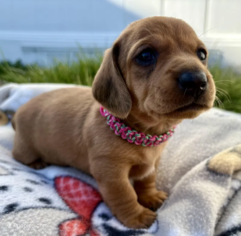 penny  – Miniature Dachshund puppy for sale in Wright City, MO