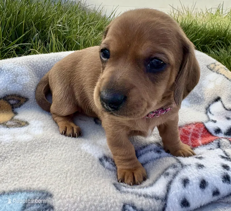 penny  – Miniature Dachshund puppy for sale in Wright City, MO